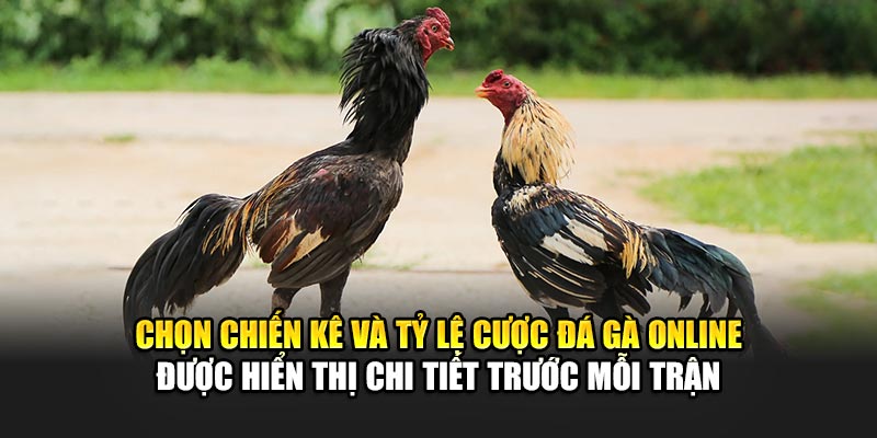 Chọn chiến kê và tỷ lệ cược đá gà online được hiển thị chi tiết trước mỗi trận